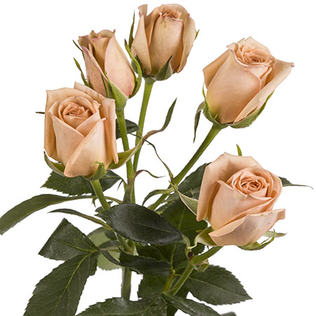 Spray Rose Chocolate 50cm EC