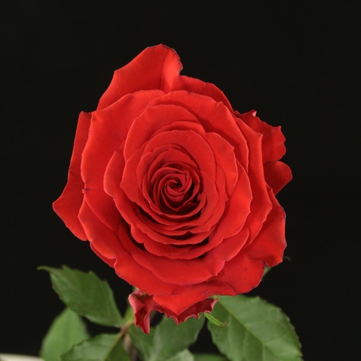 Rose Born Happy 40cm EC