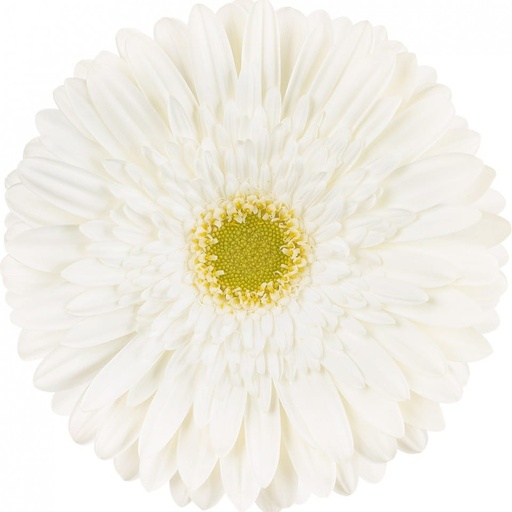 Gerbera - Silversnow