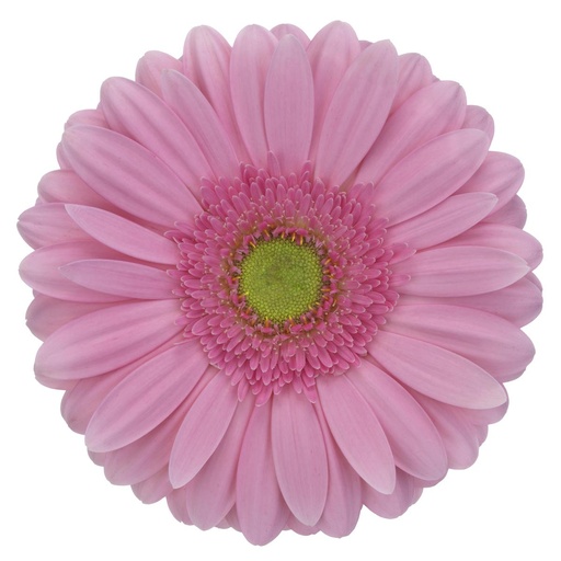 Gerbera - Melrosa