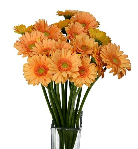Gerbera - Judo