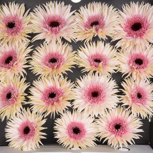 Gerbera - Spider Stunt