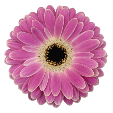 Gerbera - Mascara