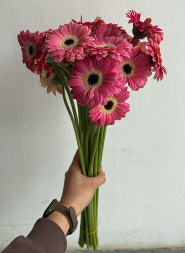Gerbera - Bently