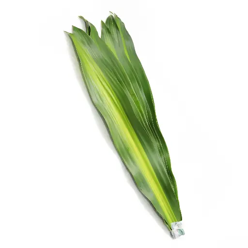 Dracaena Massangeana
