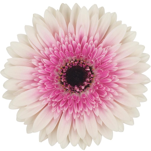 Gerbera - Lisandra
