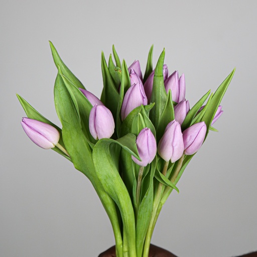 Tulips Candy Prince