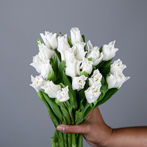 Tulips White Liberstar