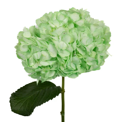 Hydrangea Premium Antique Green Tinde Cl 1013
