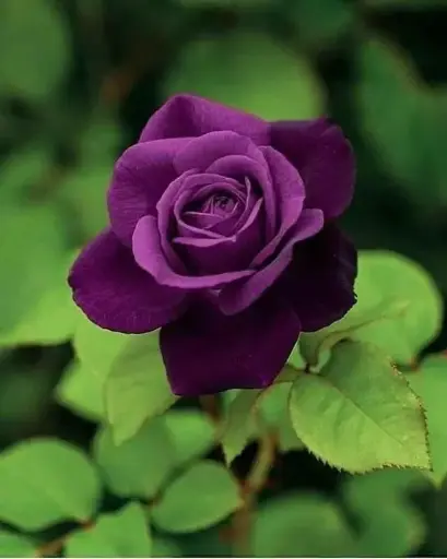 Rose Ever purple 50cm