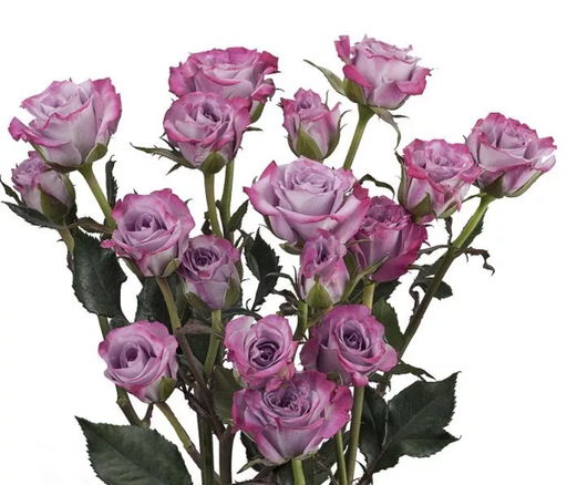 Spray Rose Ocean Micado 50cm 