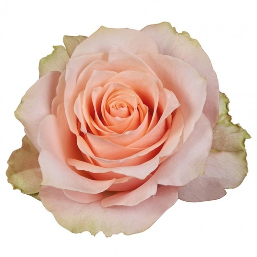 Rose Harmony 50cm