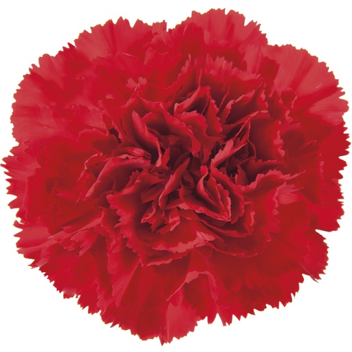 Carnation Sparta
