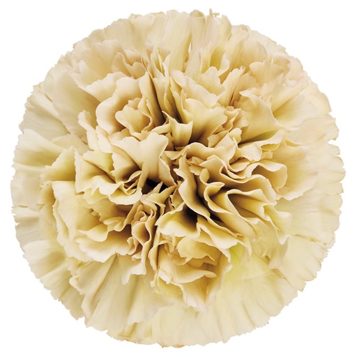 Carnation Cappuccino