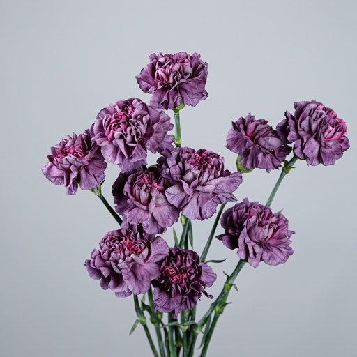 Carnation Mustang