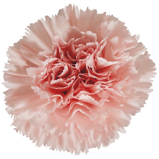 Carnation Jodie
