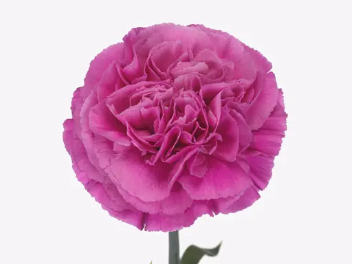 Carnation Haiku