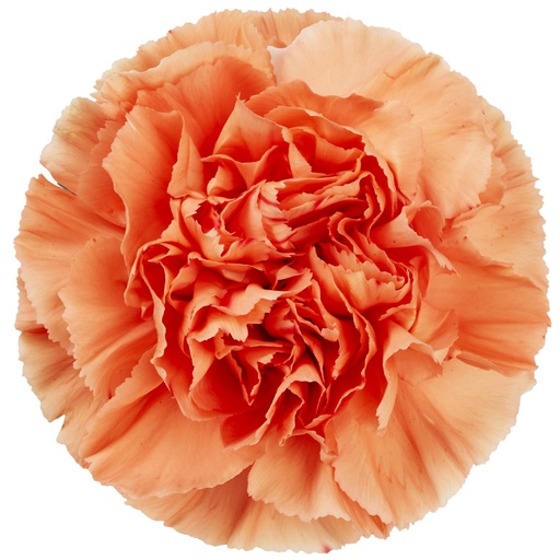 Carnation Hermes