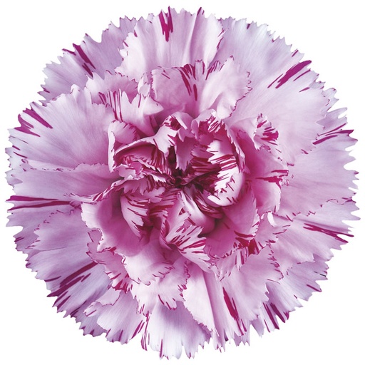 Carnation Yukari Scuro