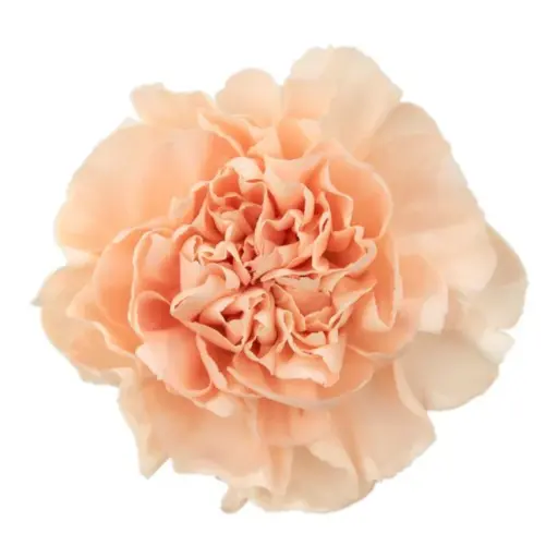 Carnation  Peach Tea