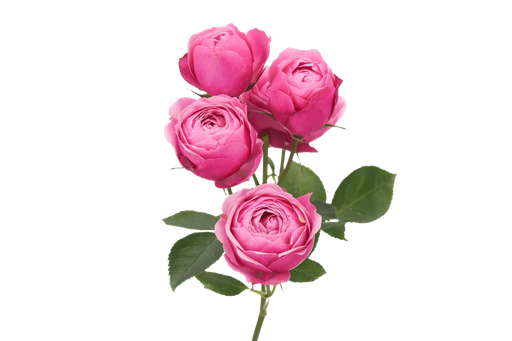 Spray Garden Silva Pink 50cm