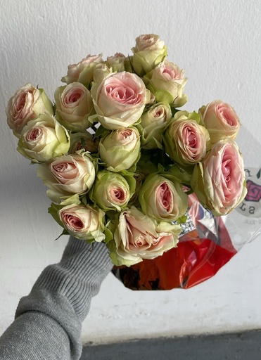 Spray Rose Paavola