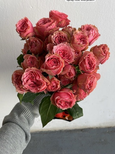 Spray Rose Wild Peach