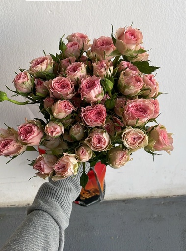 Spray Rose Wild Blossom