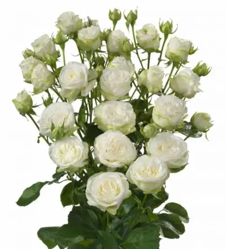 Spray Rose Ayala
