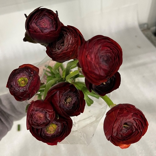 Ranunculus Choco Extra 45Cm 