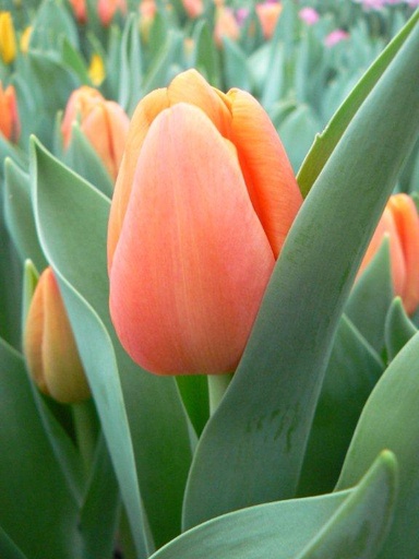 Tulip Time Out