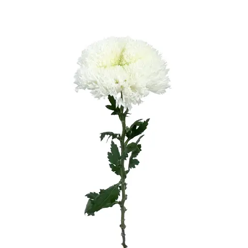Chrysanthemum Single Etrusko White 70Cm 75Gram