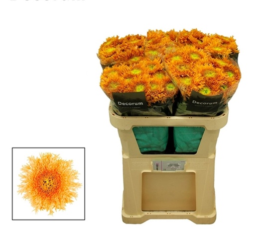 Chrysanthemum Single Etrusko Orange 70Cm 80Gram