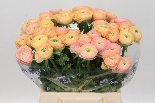 Ranuculus Cloony Tuareg