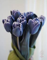 Tulips dyed Dark Violet