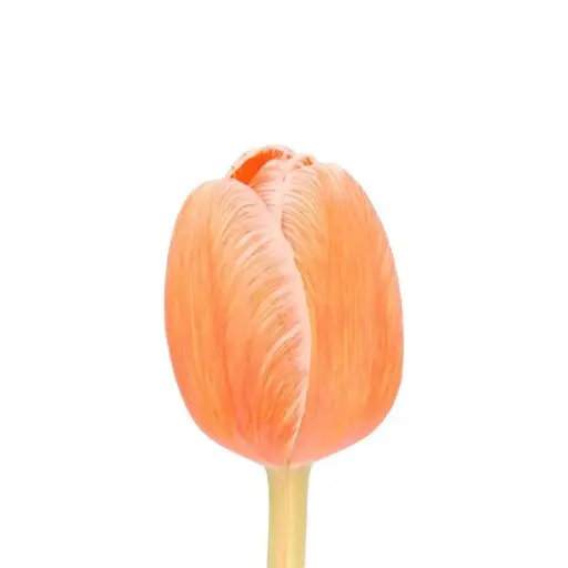 Tulips dyed Salmon