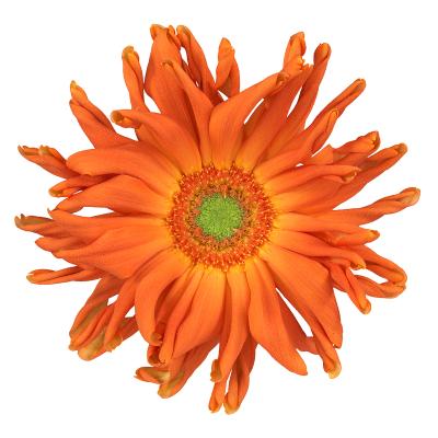 Gerbera Pasta Marinara