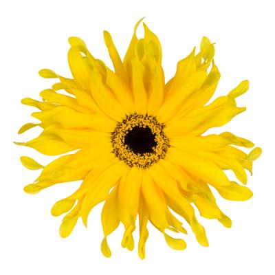 Gerbera Pasta Solomio