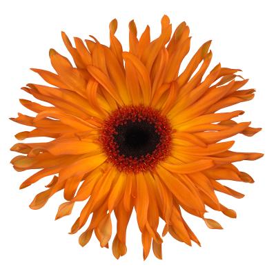 Gerbera Pasta Scott