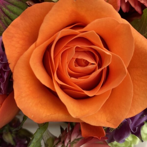 Rose Orange Wave 60cm