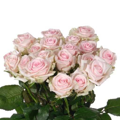 Rose Sweet Revival 60cm