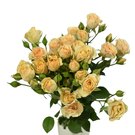 Spray Rose Apricot 50cm 