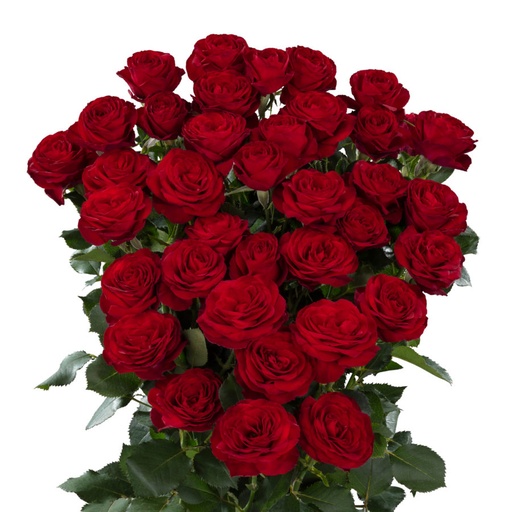 Spray Rose Red Trendsetter 50cm