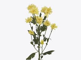 Chrysanthemum Cherry Yellow 70cm