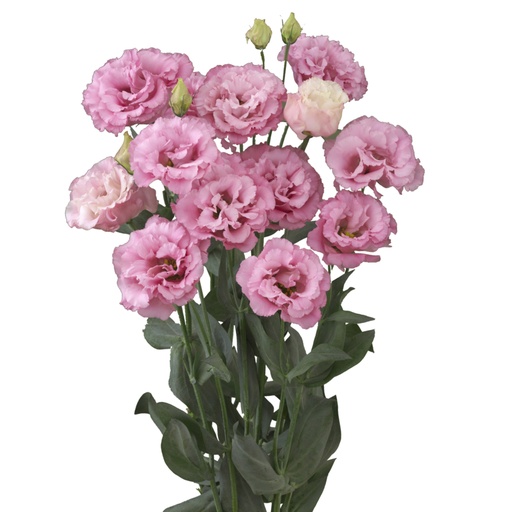 Lisianthus Corroselli Deep Pink