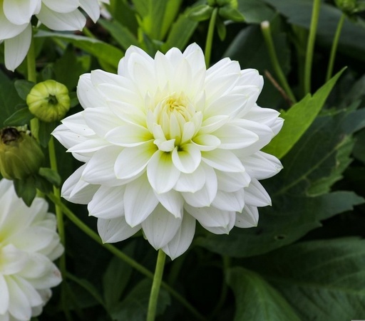 Dahlia White NB