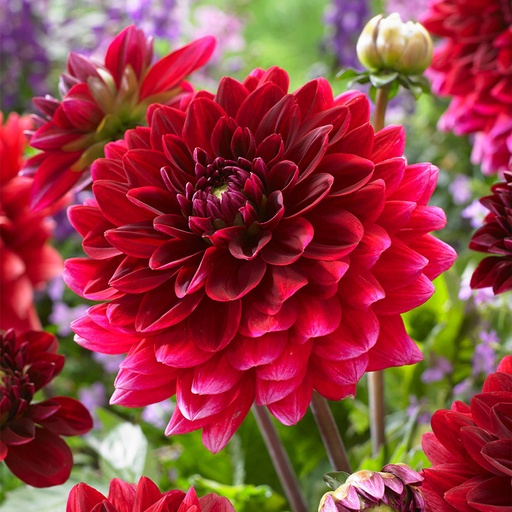 Dahlia Red NB