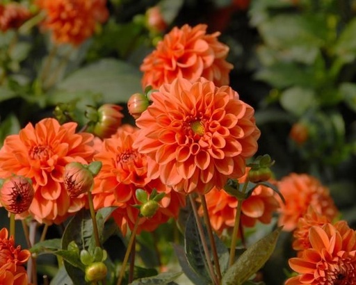 Dahlia Orange NB