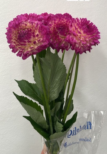 Dahlia Purple NB