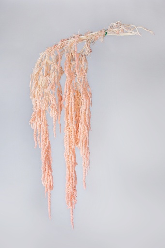 Dried Amaranthus Light Pink